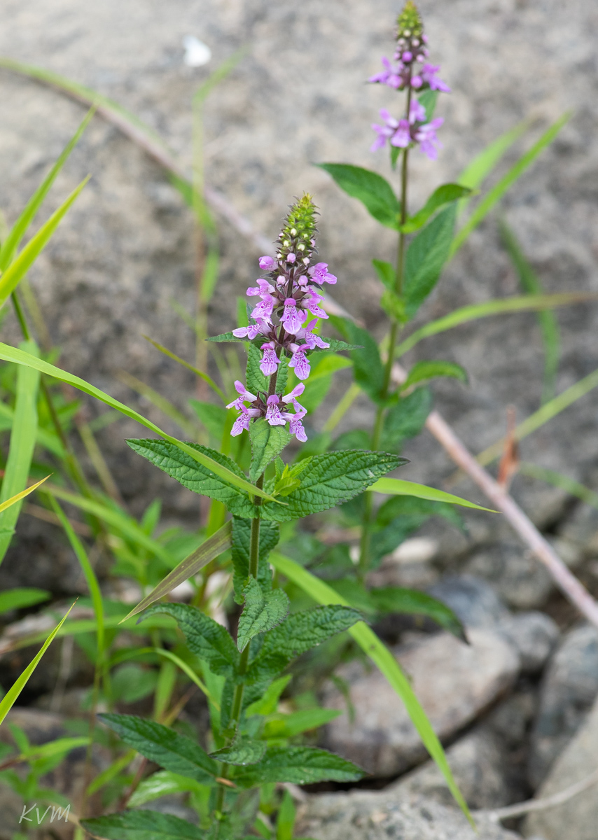 Image of Stachys palustris specimen.