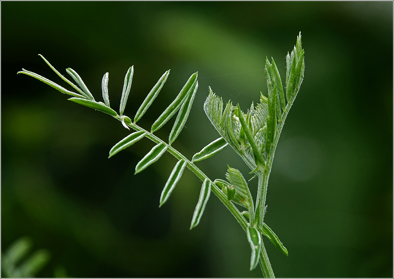 Изображение особи Vicia cracca.