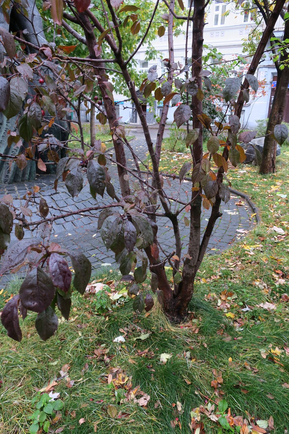 Изображение особи Malus domestica ssp. cerasifera.