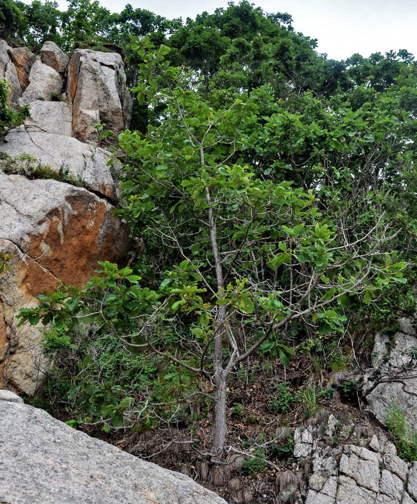 Image of Quercus mongolica specimen.