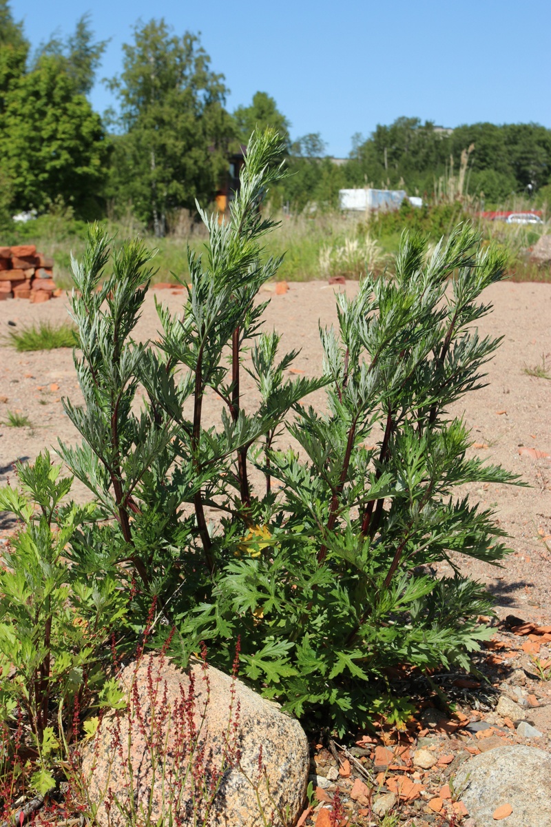 Image of Artemisia vulgaris specimen.