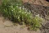 Stellaria holostea