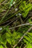 Galium intermedium