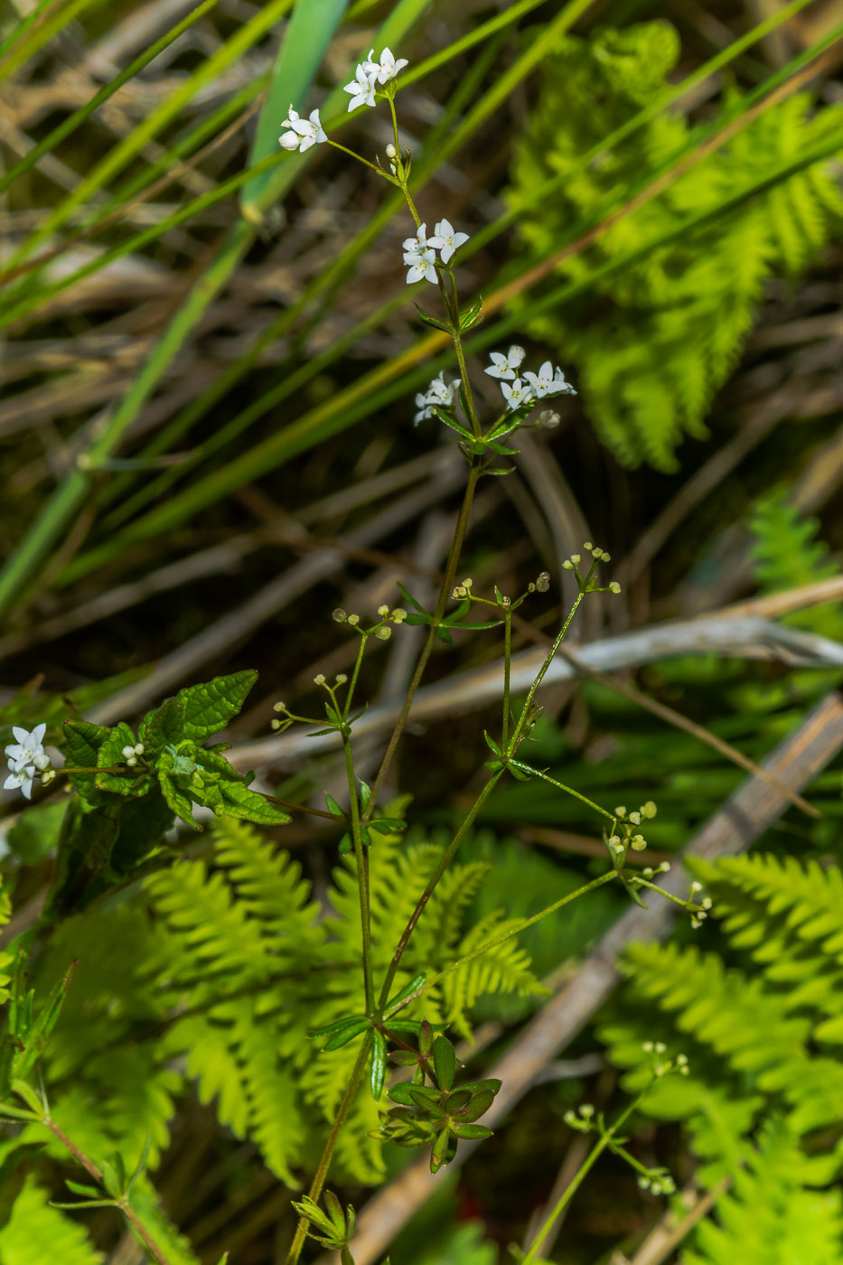 Image of Galium intermedium specimen.