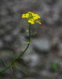 Erysimum aureum. Верхушка побега с бутонами, цветками и формирующимися плодами. Чечня, Шатойский р-н, Нихалойские водопады, каменистый склон. 26.07.2022.