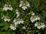 Euphrasia rostkoviana. Цветущее растение. Украинские Карпаты, Свалявский район, долина р. Пиня возле с. Солочин. Сентябрь 2006 г.