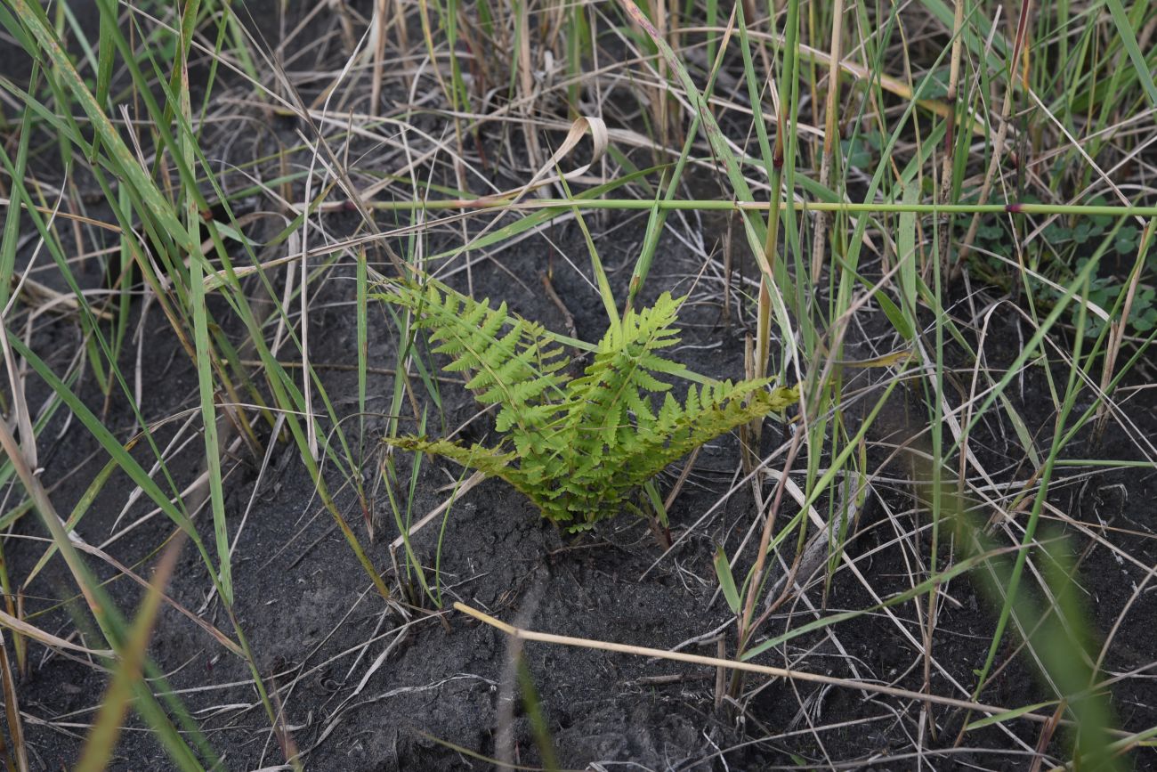 Изображение особи Matteuccia struthiopteris.