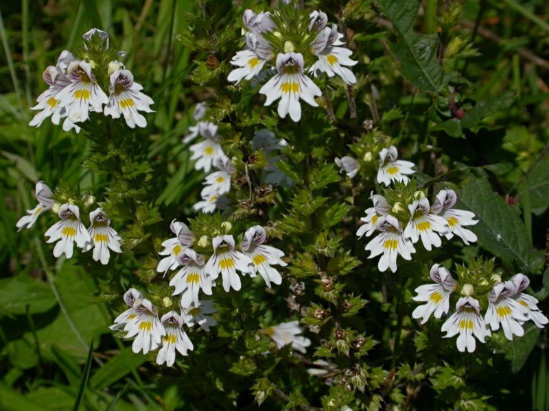 Изображение особи Euphrasia rostkoviana.