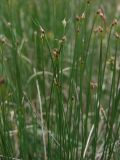 Trichophorum cespitosum. Верхушки плодоносящих побегов. Магаданская обл., окр. г. Магадан, водораздел между бухтой Нагаева и р. Каменушка, исток руч. Корейский, кочкарная сырая тундра (300 м н.у.м.), осоко-пушициевый участок. 12.07.2023.