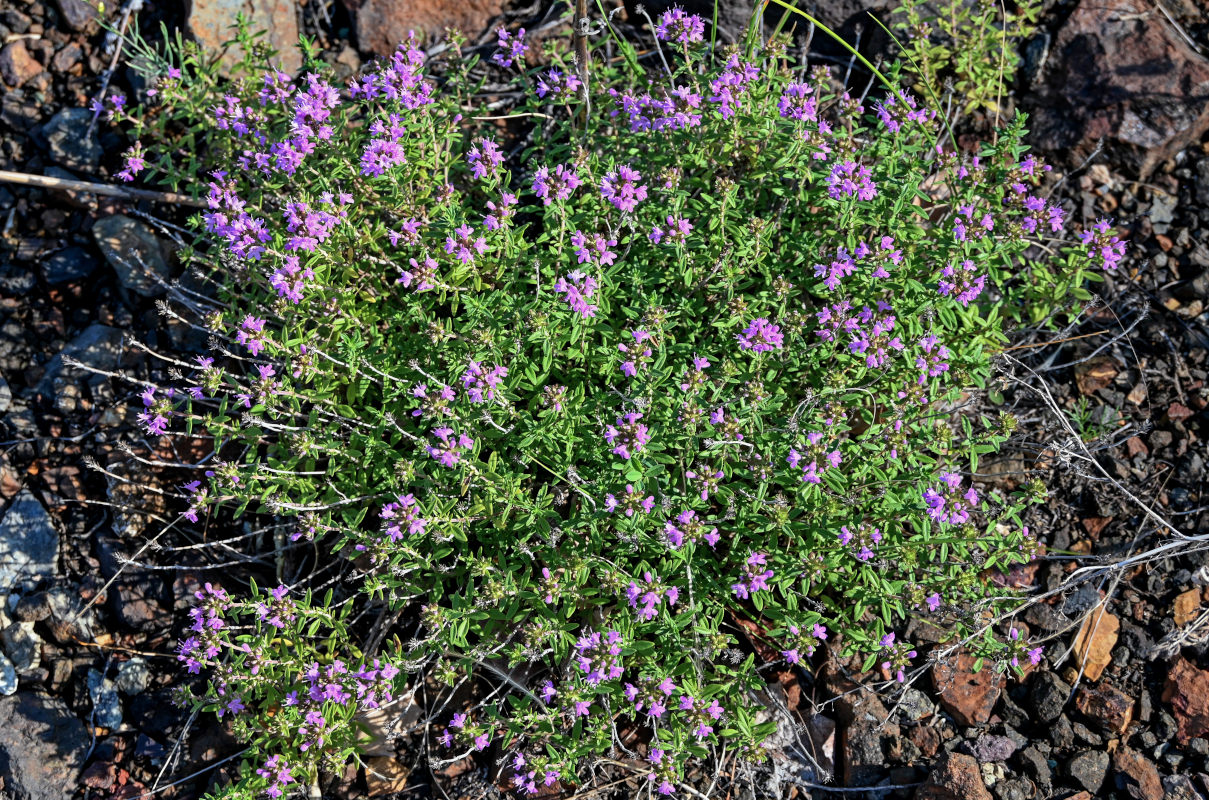 Изображение особи род Thymus.