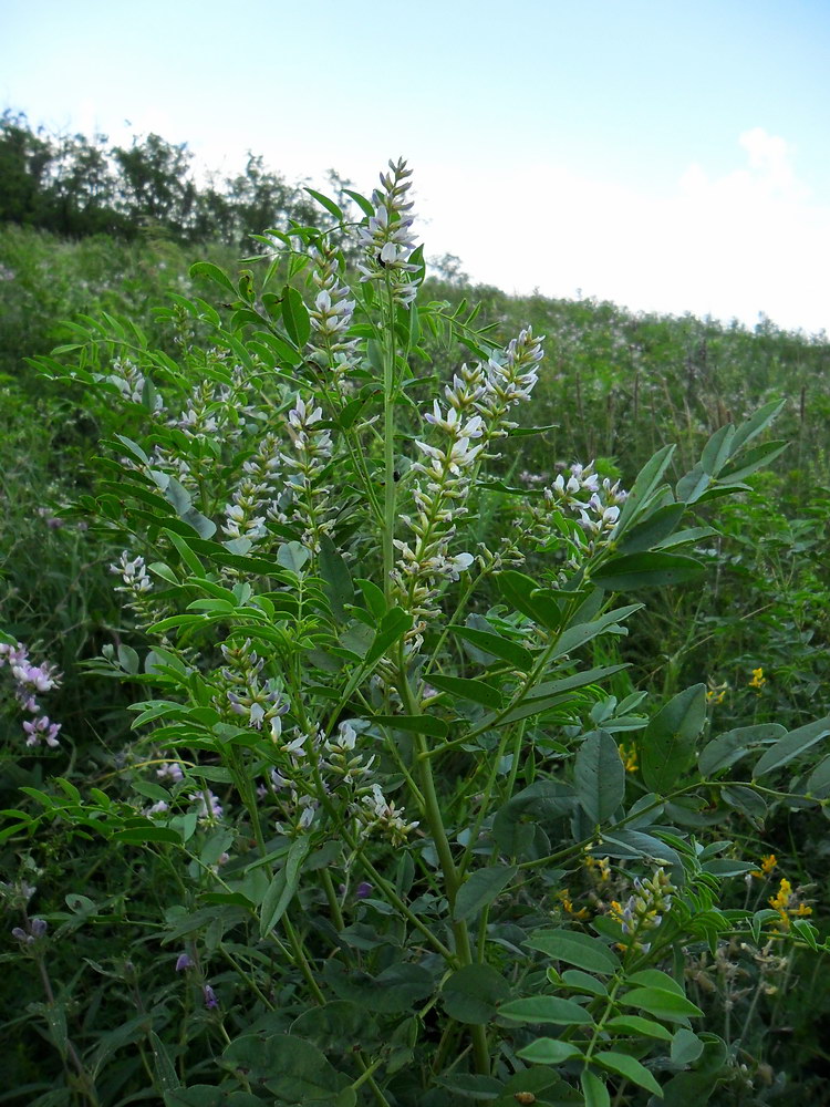 Изображение особи Glycyrrhiza glabra.