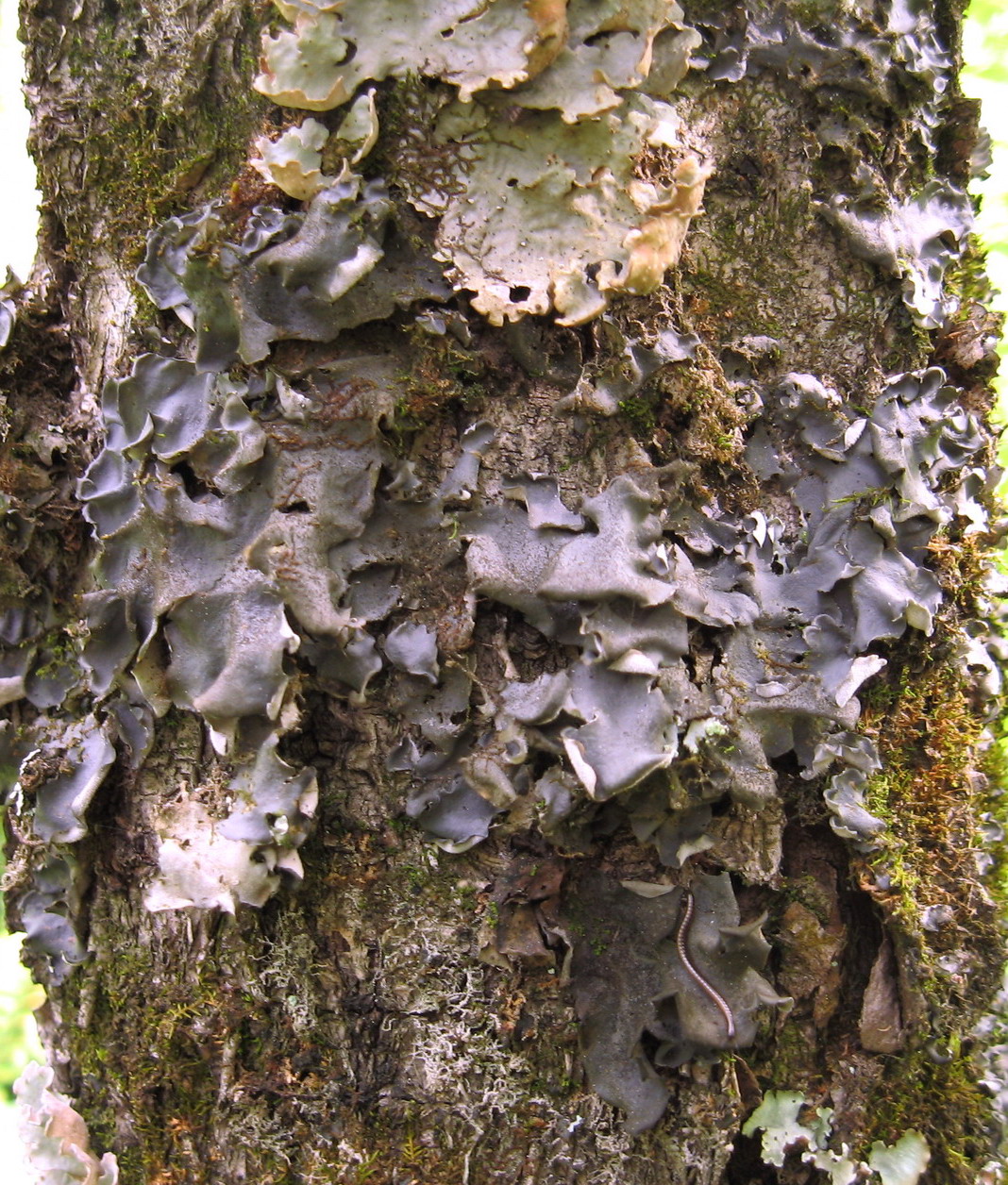 Изображение особи Leptogium burnetiae.