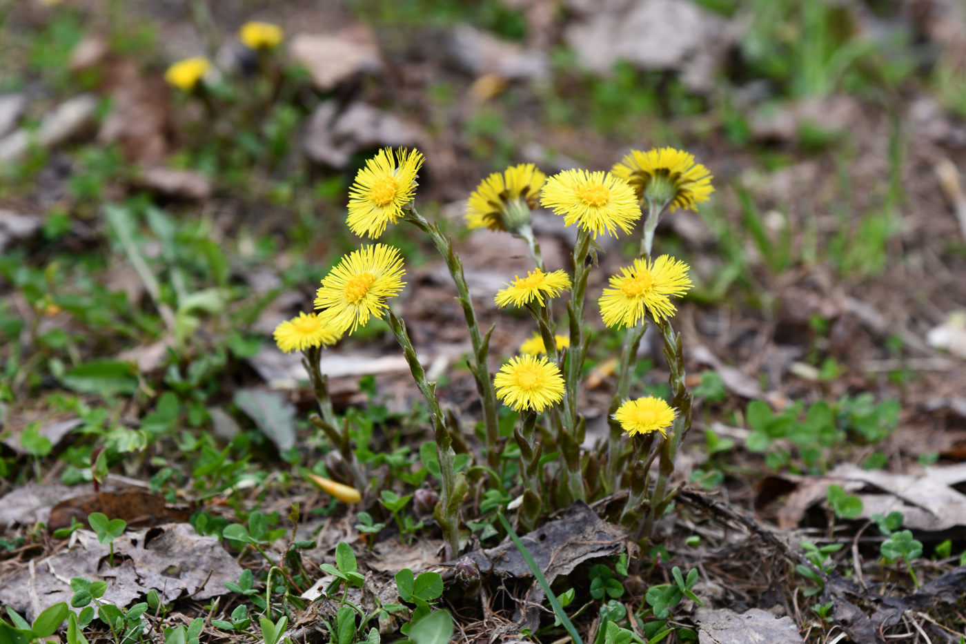 Image of Tussilago farfara specimen.