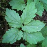 Cardamine bulbifera. Лист. Абхазия, Гудаутский р-н, Мюссерский лесной массив, русло р. Риапши, опушка широколиственного леса. 12.04.2024.