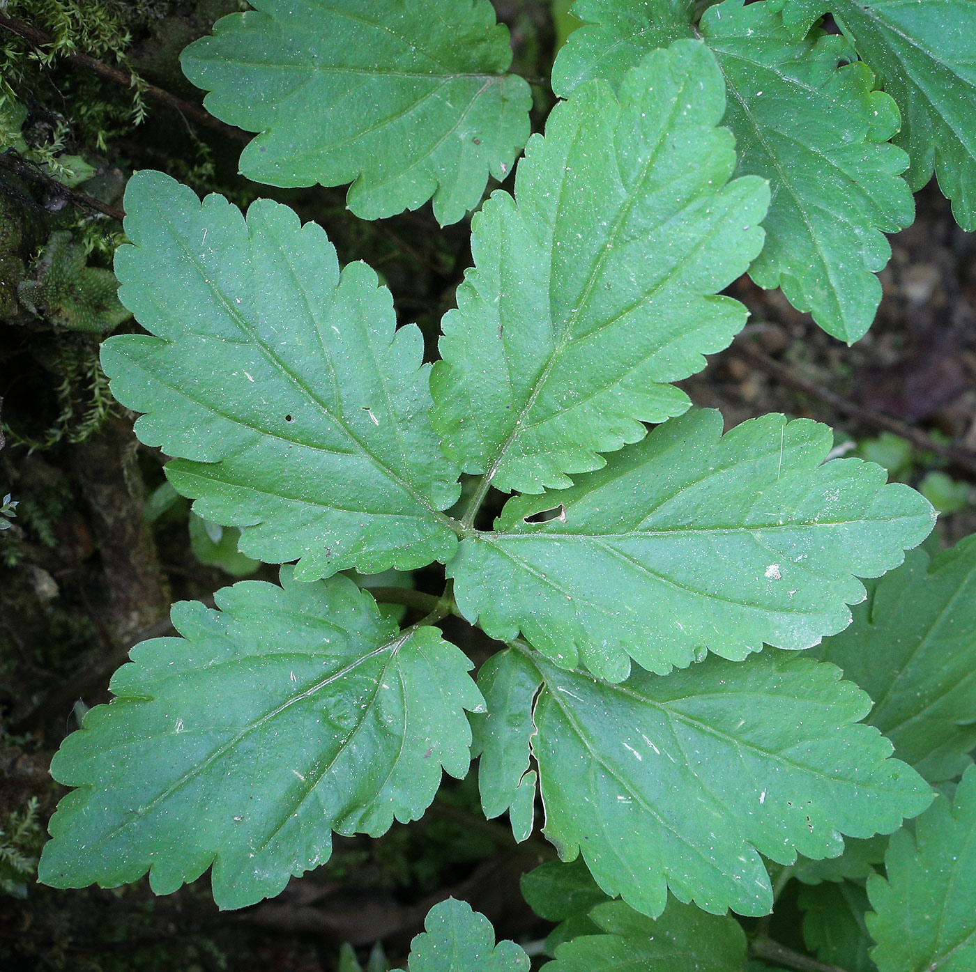 Изображение особи Cardamine bulbifera.
