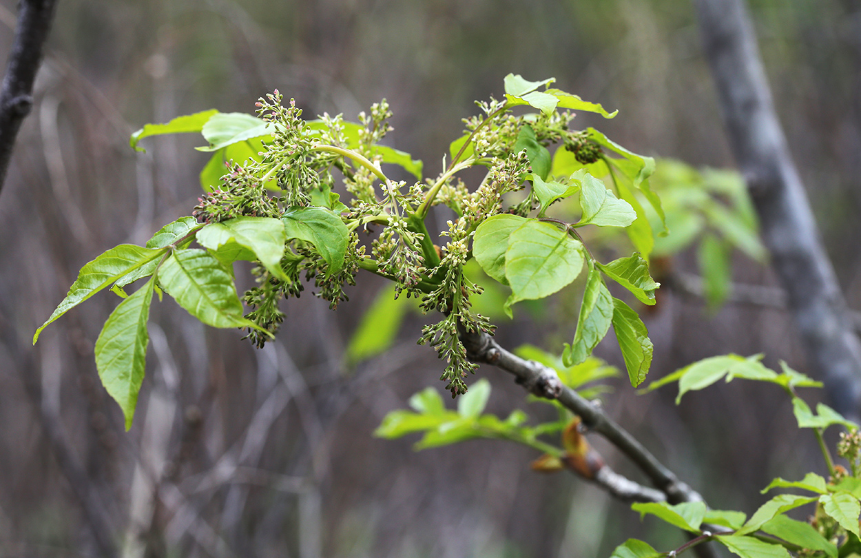 Изображение особи Fraxinus rhynchophylla.