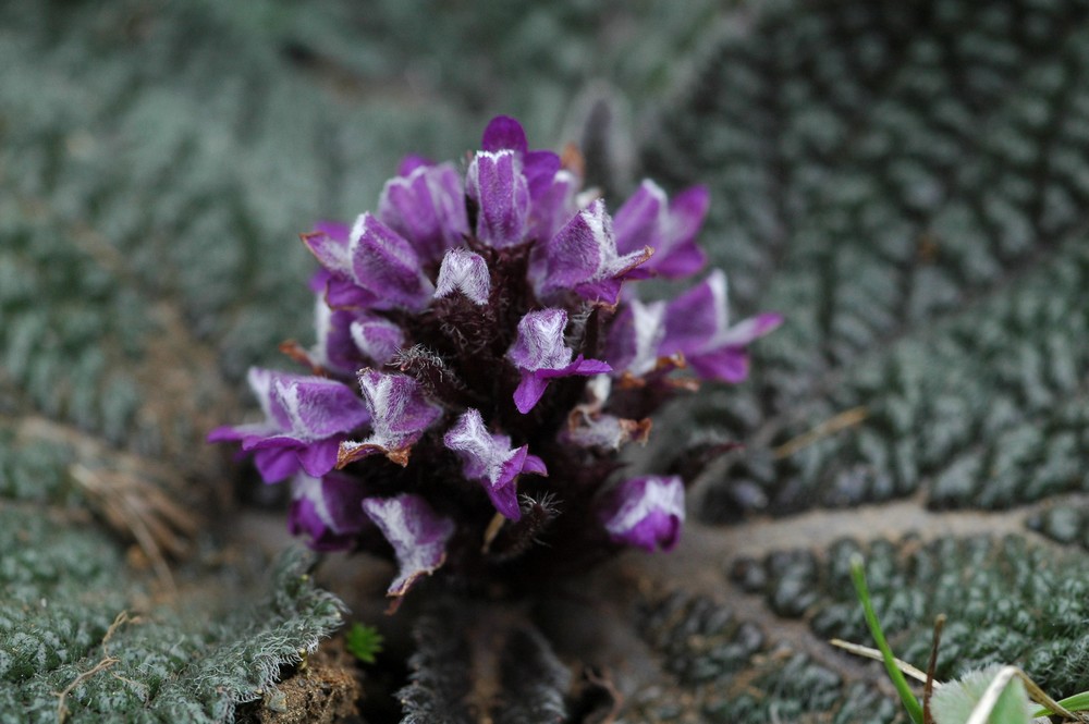 Image of Lamiophlomis rotata specimen.