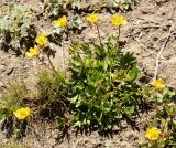 Ranunculus songaricus
