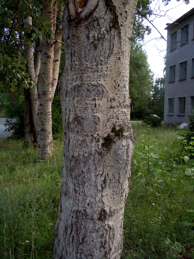 Изображение особи Populus woobsti.