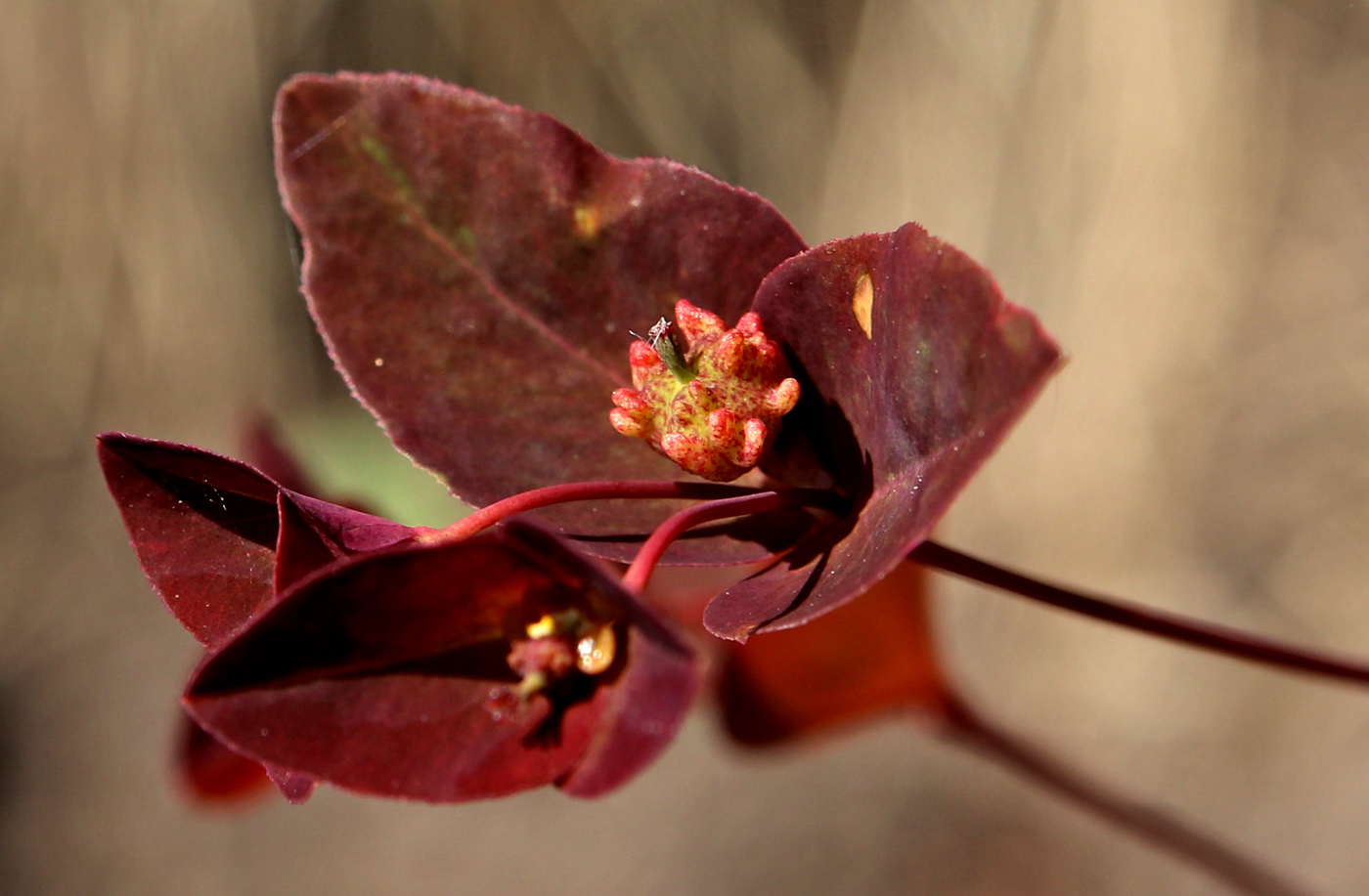 Image of Euphorbia dulcis specimen.
