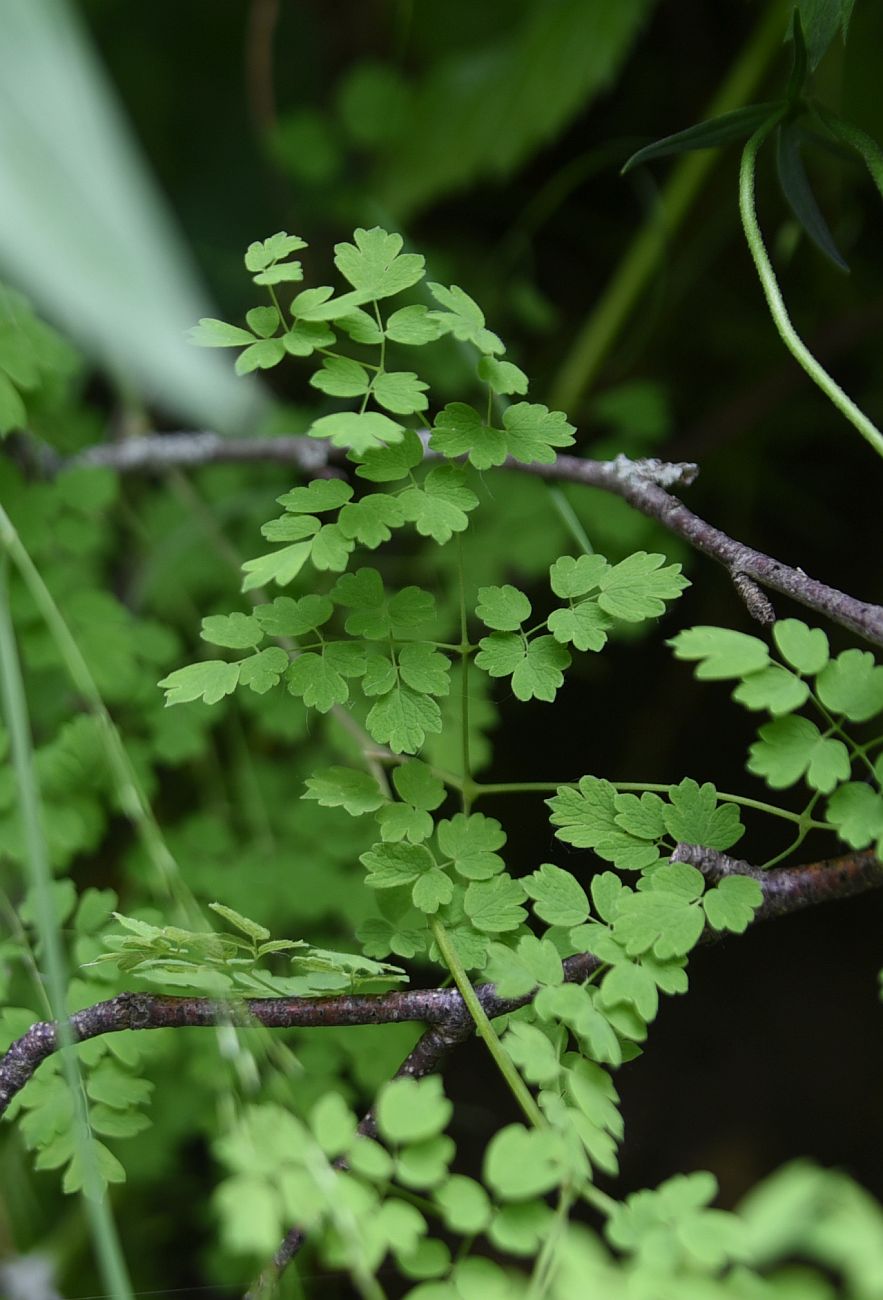 Image of genus Thalictrum specimen.