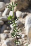 Tetraena dumosa. Верхушка ветки с незрелым плодом. Израиль, юг Иудейской пустыни, каменистый склон к Мёртвому морю. 21.02.2011.