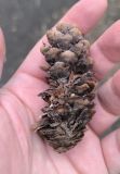 Picea × fennica