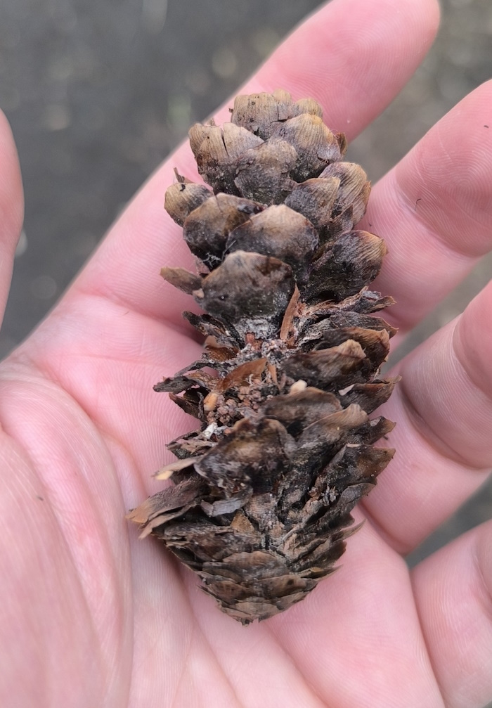 Image of Picea &times; fennica specimen.