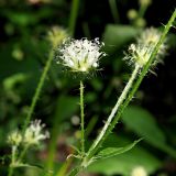 Dipsacus pilosus