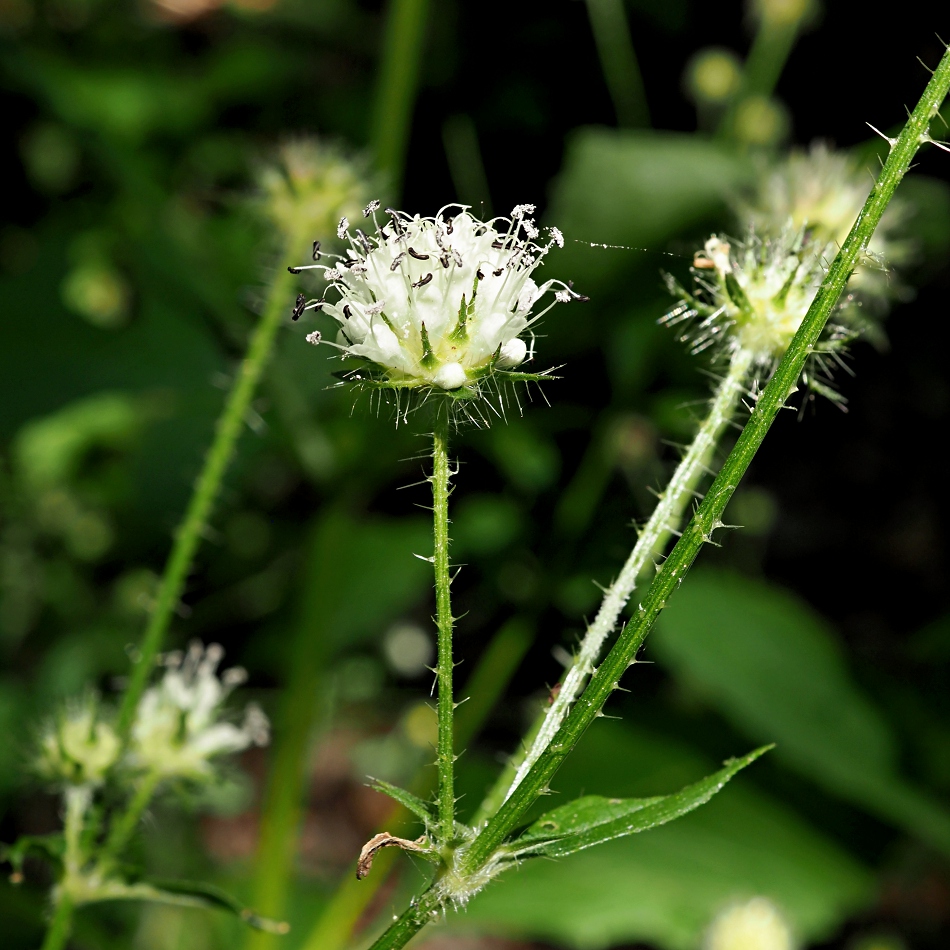 Image of Dipsacus pilosus specimen.