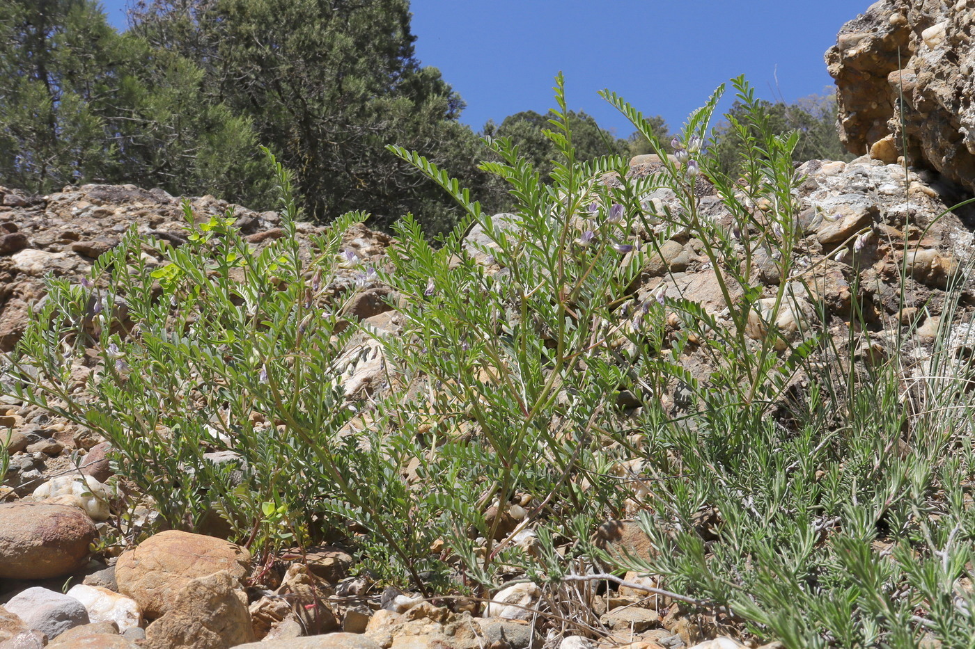 Изображение особи Vicia ervilia.