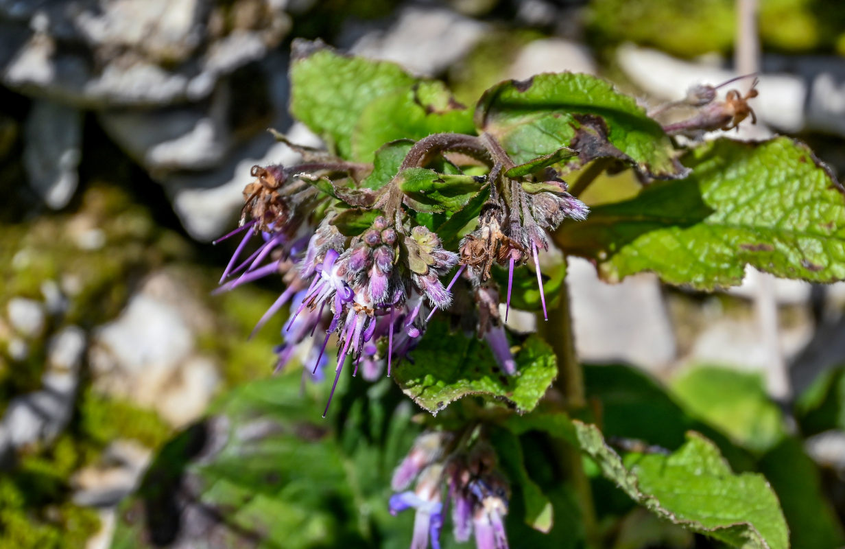Изображение особи Trachystemon orientalis.