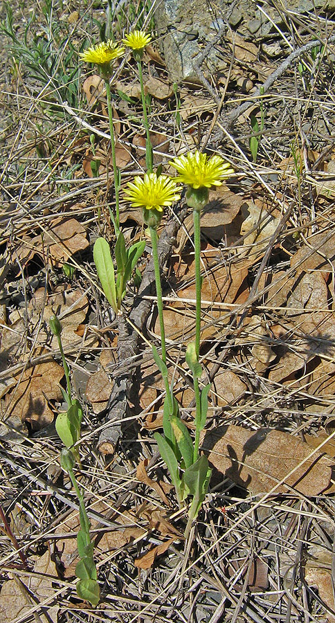 Изображение особи Crepis alpina.