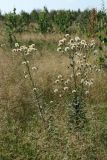 Hieracium umbellatum. Плодоносящие растения в сообществе с плодоносящей Agrostis. Беларусь, Витебская обл., окр. пос. Езерище, зарастающий берёзой (Betula pendula) ранее выкашивавшийся злаково-разнотравный суходольный луг. 29.08.2024.