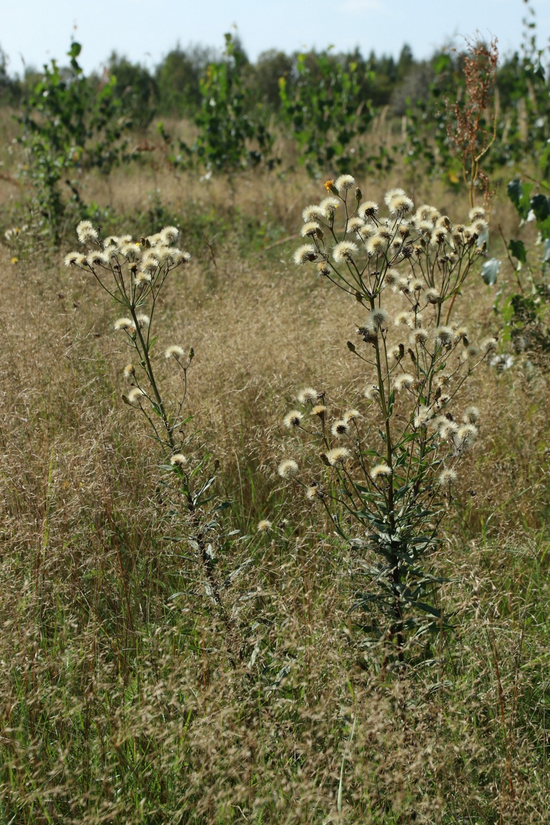 Image of Hieracium umbellatum specimen.