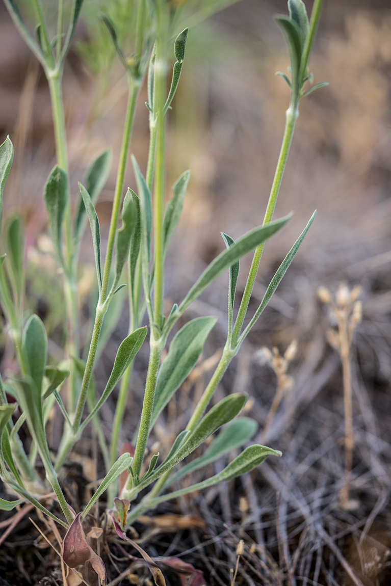 Image of Silene borysthenica specimen.
