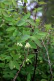 Lonicera nigra. Побеги с соцветиями. Санкт-Петербург, Петродворцовый р-н, г. Ломоносов, ГПЗ «Южное побережье Невской губы», участок «Кронштадтская колония», одичавшие кусты. 18.05.2025.