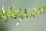 familia Chenopodiaceae