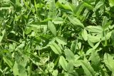 genus Trifolium. Вегетирующие растения. Турция, ил Агры, р-н Догубаязит, окр. ур. Ноев Ковчег, выс. ок. 2000 м н.у.м., луг. 20 мая 2025 г.