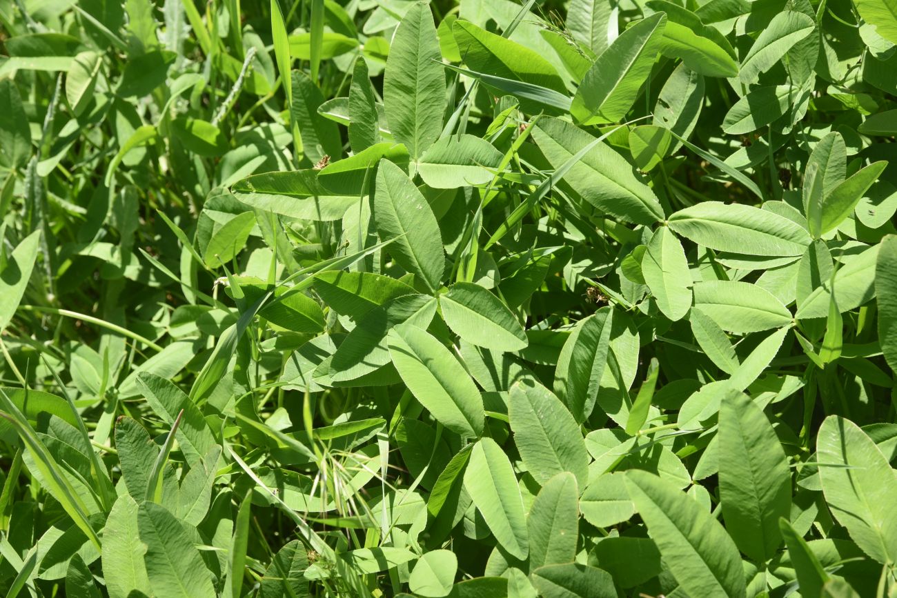 Image of genus Trifolium specimen.