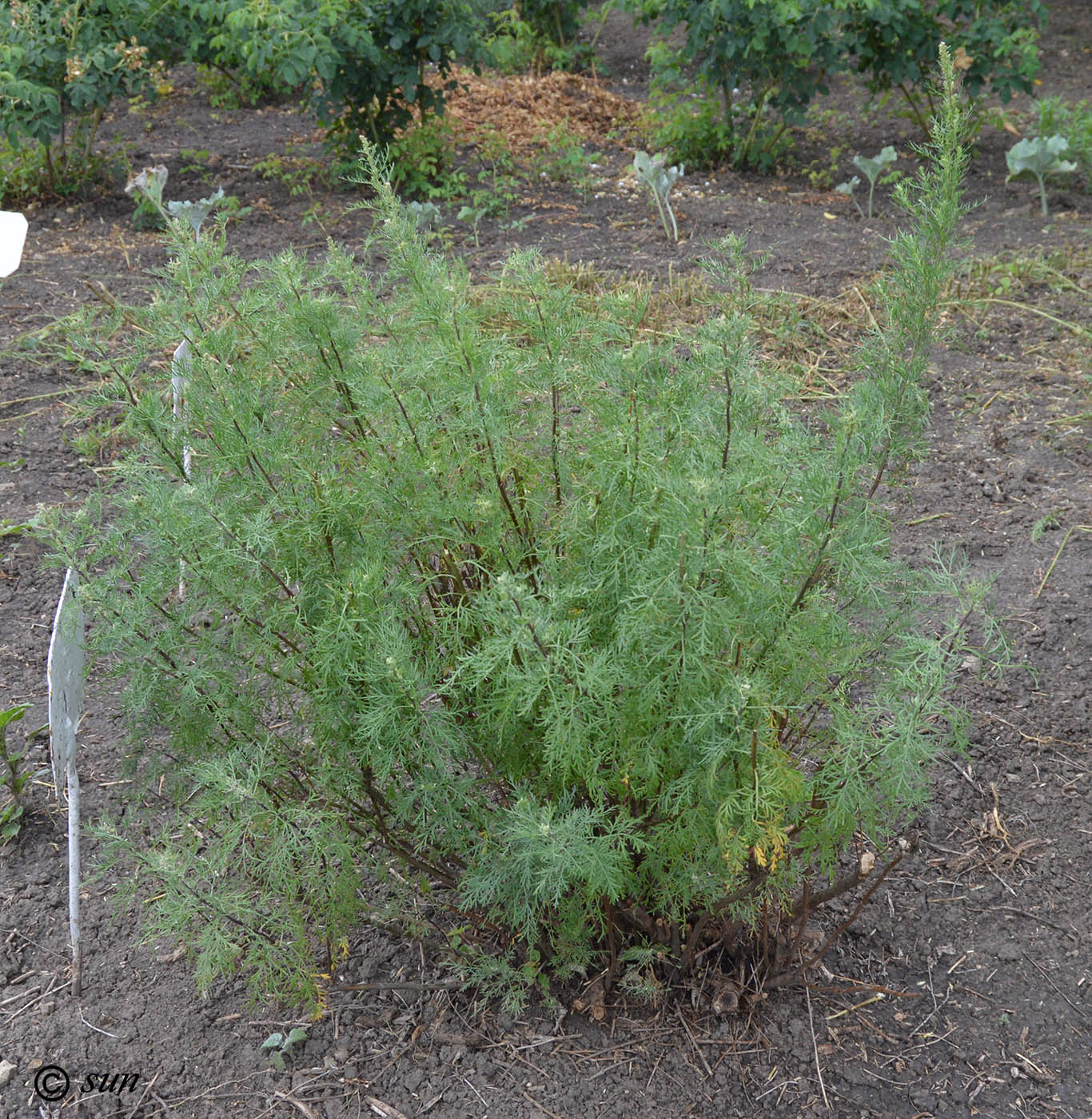 Изображение особи род Artemisia.