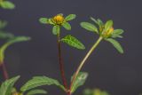 Bidens tripartita. Верхушка побега с соцветием. Санкт-Петербург, Московский р-н, парк Авиаторов, у пруда. 17.08.2025.