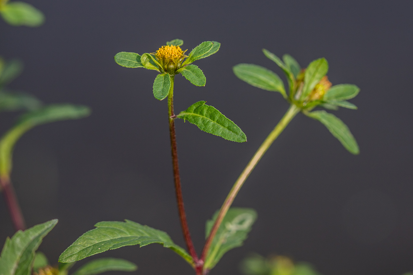 Image of Bidens tripartita specimen.