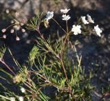 unknown species. Верхушка цветущего растения. Турция, ил Битлис, кальдера Немрут, северный берег озера Ылы, луг. 21 мая 2025 г.