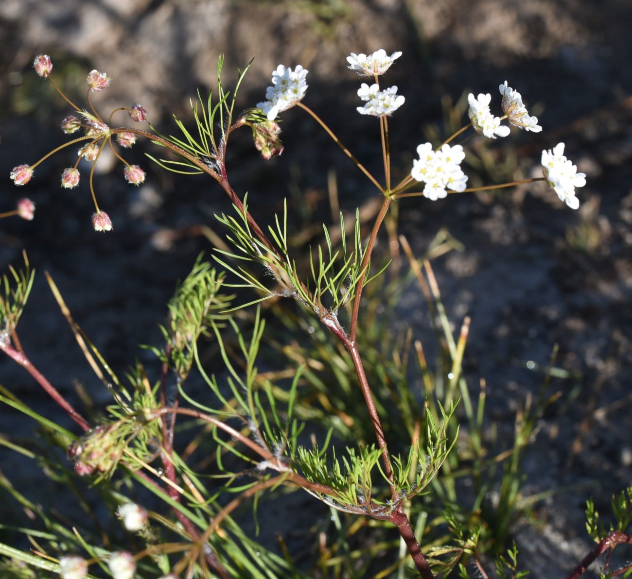 Image of familia Apiaceae specimen.