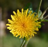 Sonchus arvensis