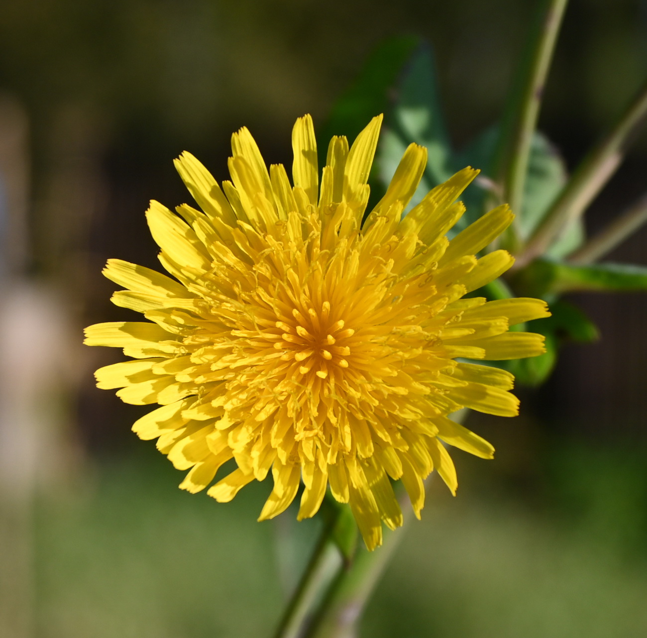 Изображение особи Sonchus arvensis.