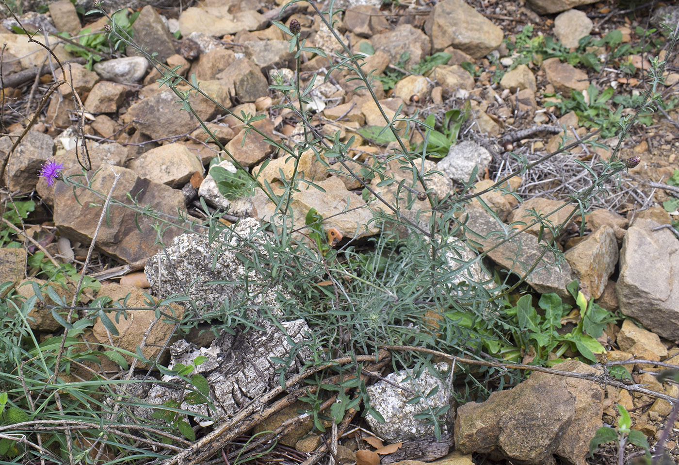 Изображение особи Centaurea paniculata.