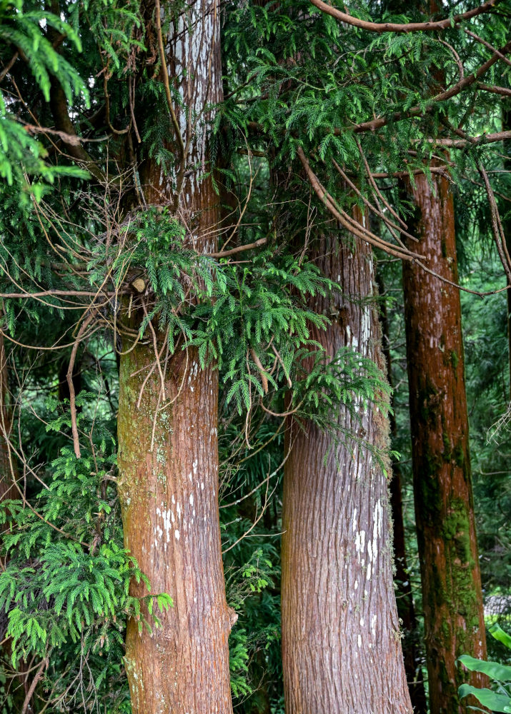 Image of Cryptomeria japonica specimen.