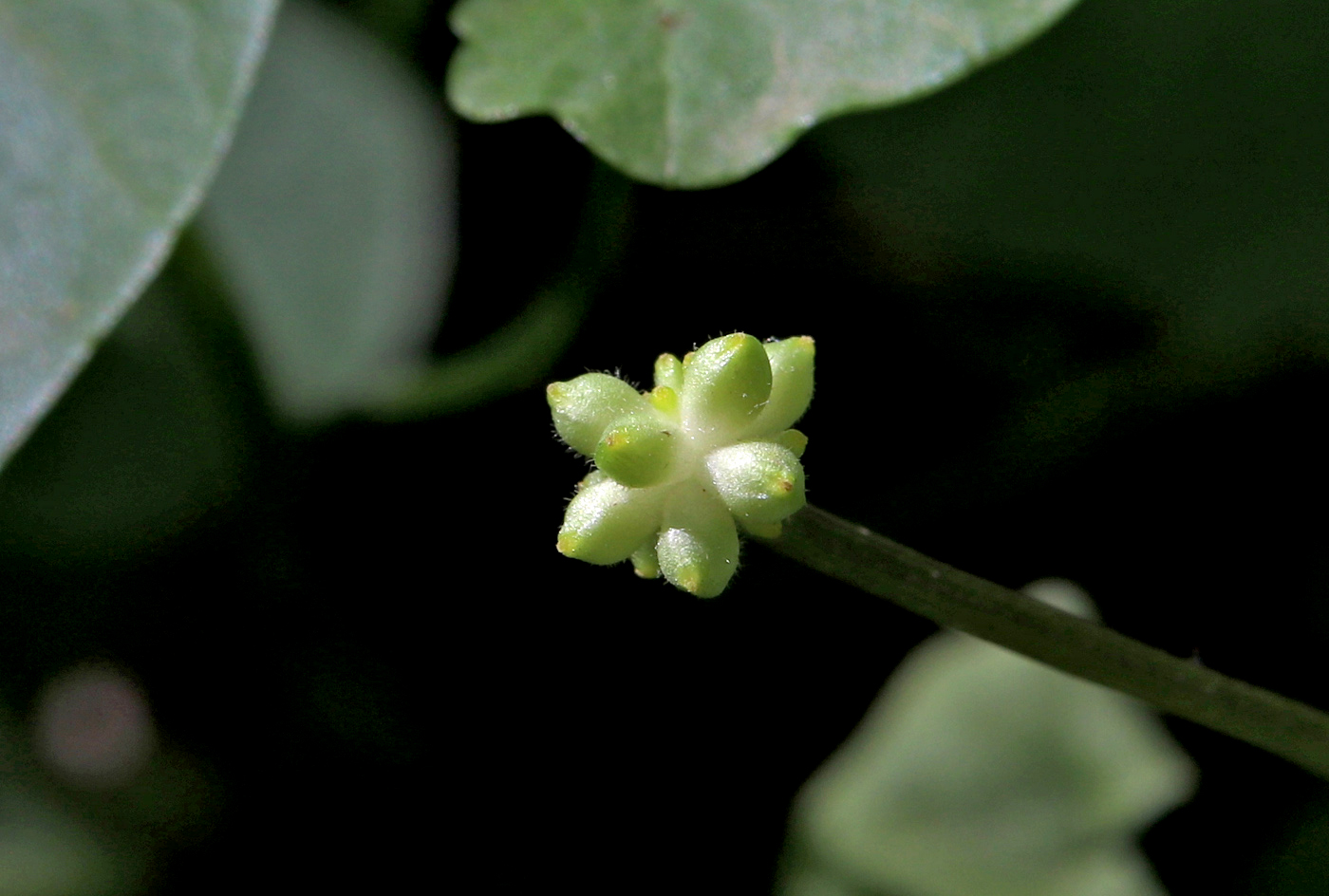 Изображение особи Ficaria verna.